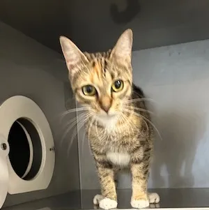 An image about ANI IMP26/00165