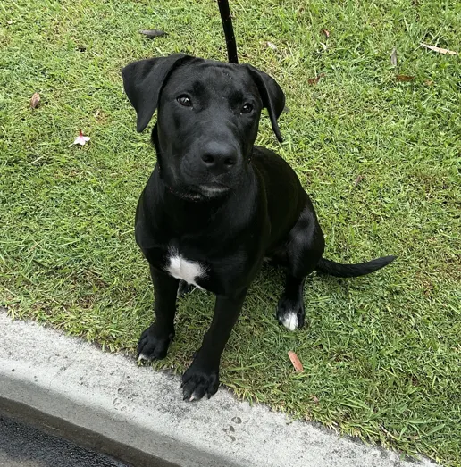 An image about ANI IMP25/01217