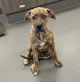 An image about ANI IMP26/00020