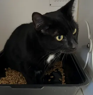 An image about ANI IMP26/00345