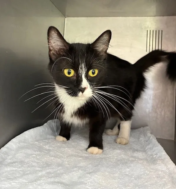 An image about ANI IMP26/00336