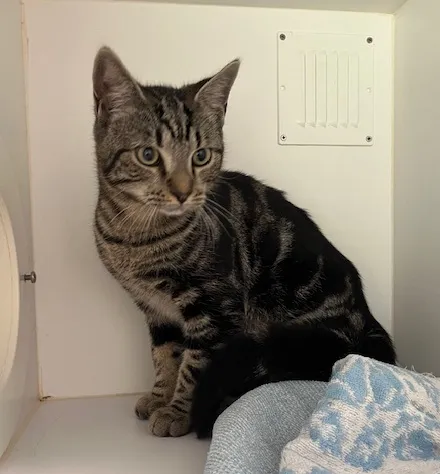 An image about ANI IMP25/01013