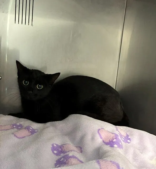 An image about ANI IMP26/00344