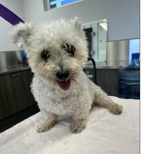 An image about ANI IMP26/00227