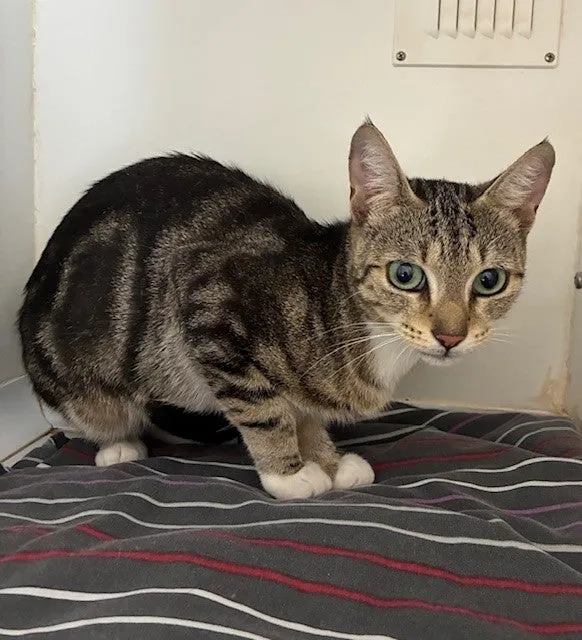 An image about ANI IMP26/00086