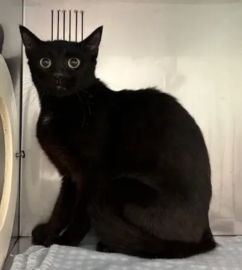 An image about ANI IMP26/00329