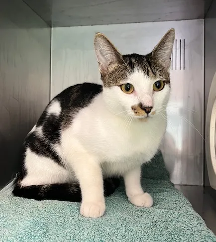 An image about ANI IMP26/00228