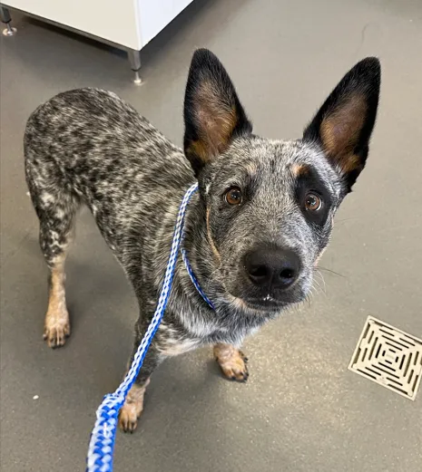 An image about ANI IMP26/00303