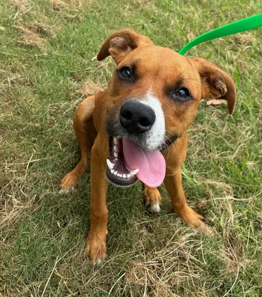 An image about ANI IMP26/00092