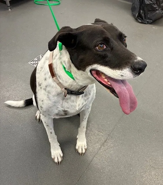 An image about ANI IMP25/01181