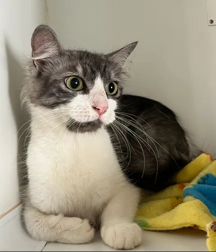 An image about ANI IMP26/00056