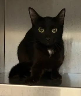 An image about ANI IMP26/00330