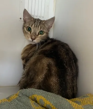 An image about ANI IMP25/01027