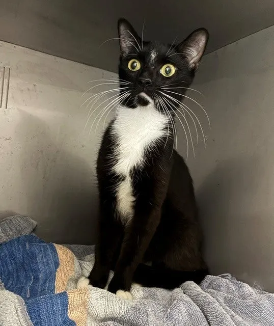 An image about ANI IMP26/00343