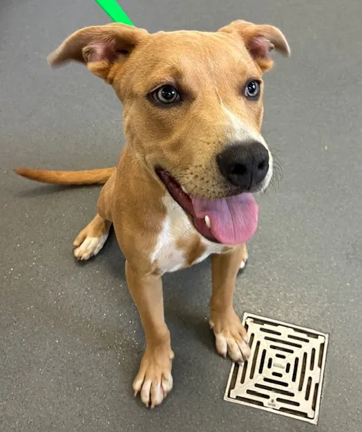 An image about ANI IMP26/00091