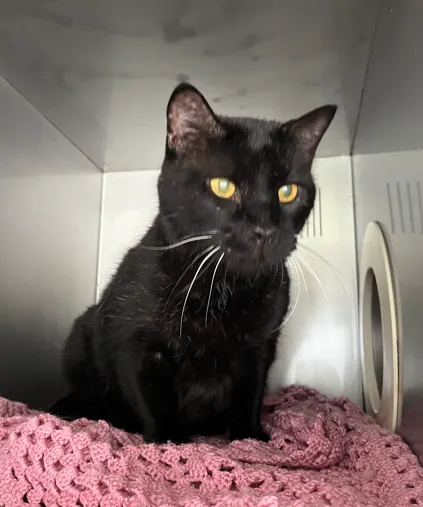 An image about ANI IMP26/00309