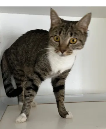 An image about ANI IMP26/00257