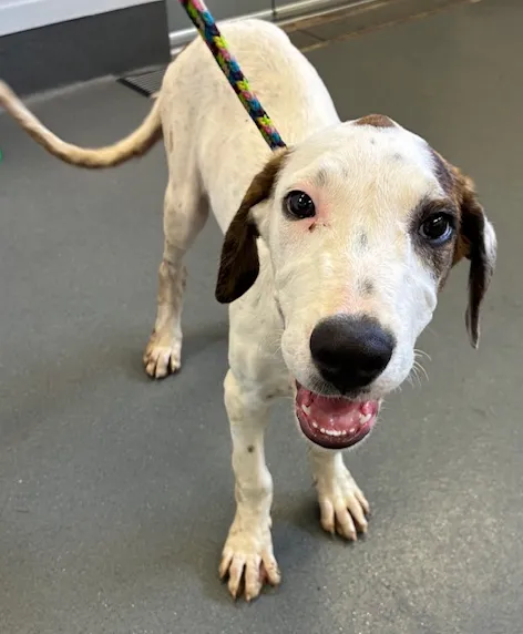 An image about ANI IMP26/00242