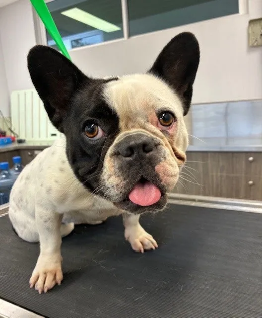 An image about ANI IMP25/01179