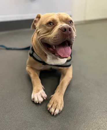 An image about ANI IMP25/01112