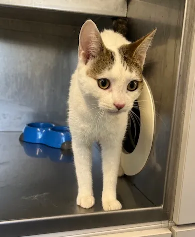 An image about ANI IMP25/01017