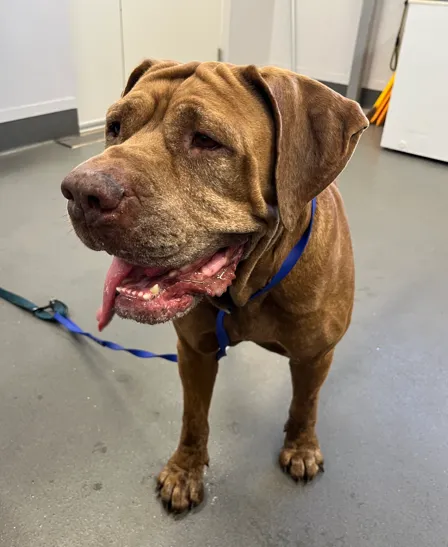 An image about ANI IMP25/01042