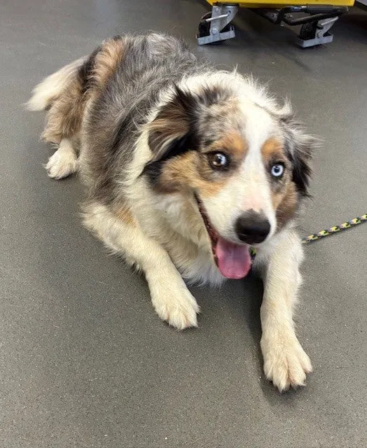 An image about ANI IMP25/01055