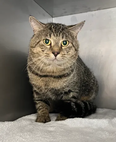 An image about ANI IMP26/00264