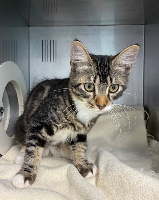 An image about ANI IMP26/00243