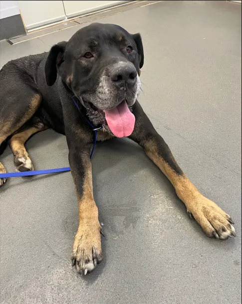 An image about ANI IMP25/01043