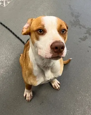 An image about ANI IMP25/01041