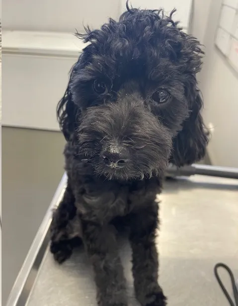 An image about ANI IMP26/00062