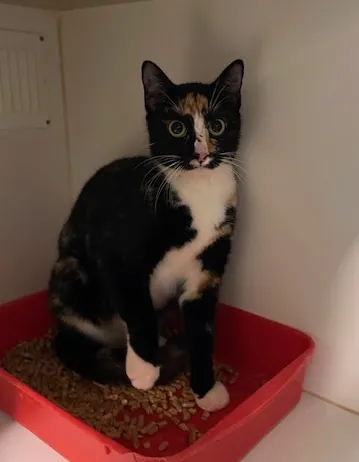 An image about ANI IMP26/00272