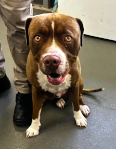 An image about ANI IMP25/01030