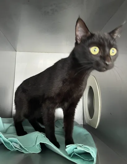 An image about ANI IMP26/00058