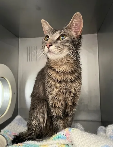 An image about ANI IMP25/01122