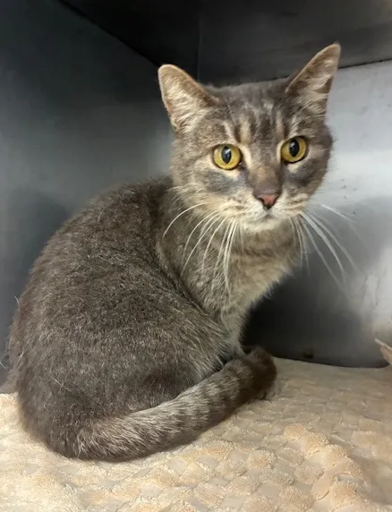 An image about ANI IMP25/01024