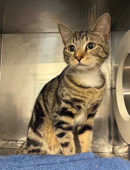 An image about ANI IMP25/01008