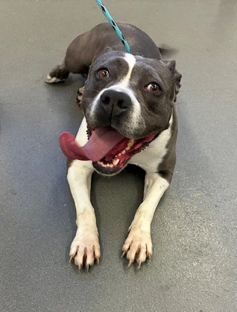 An image about ANI IMP25/01051