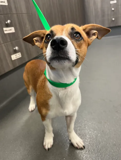 An image about ANI IMP26/00273