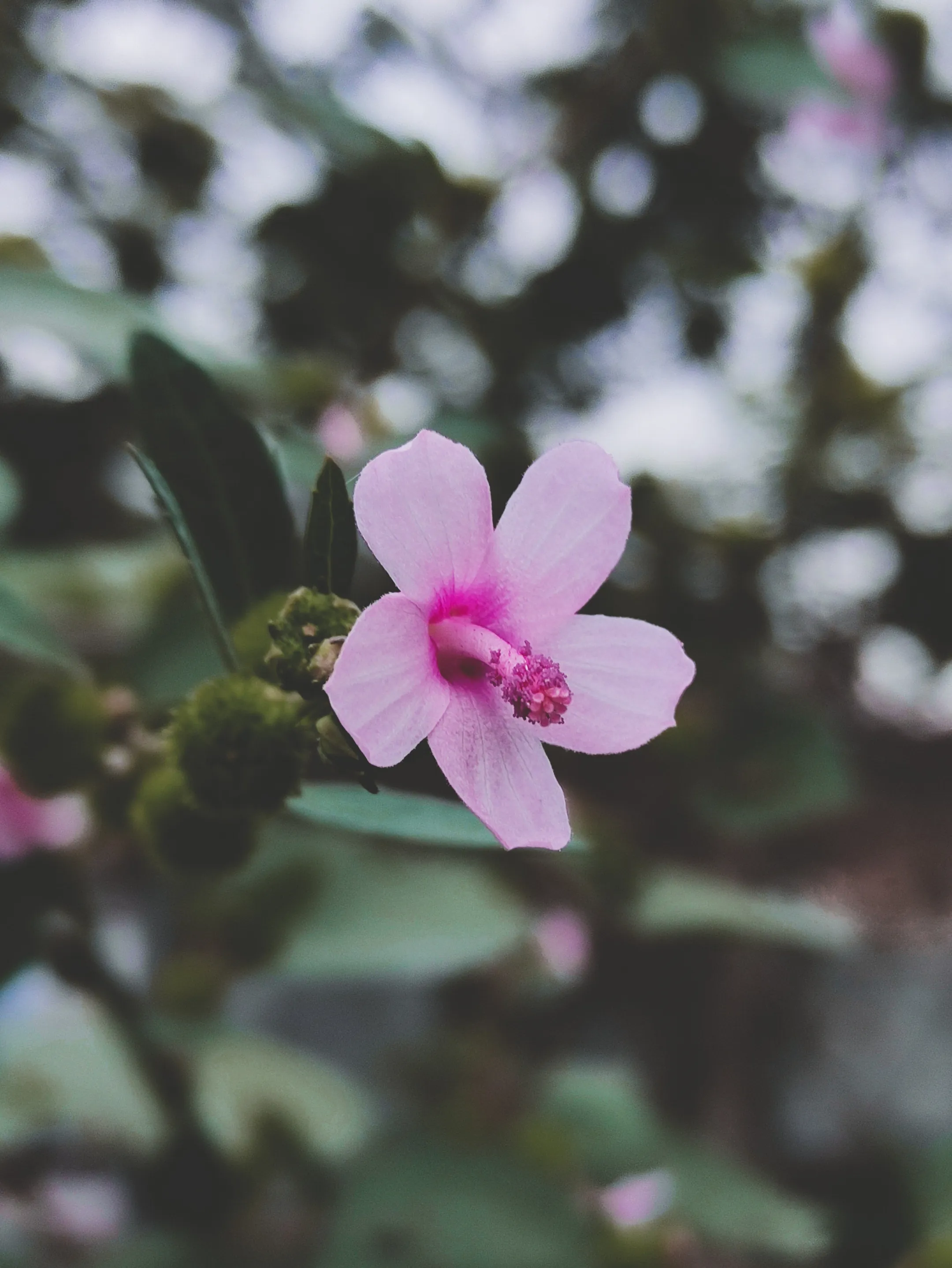 Weed%20hibiscus.jpg