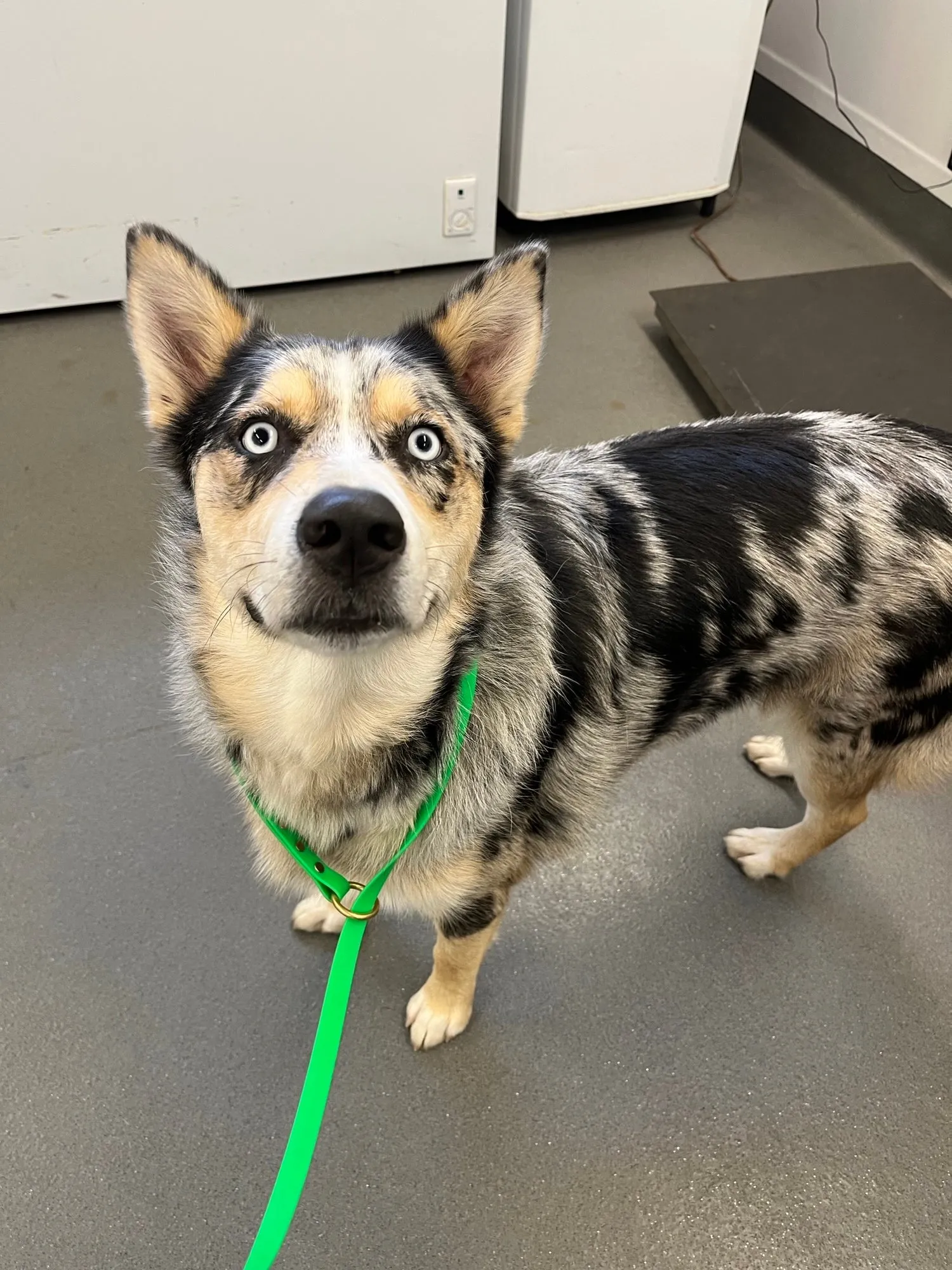 An image about ANI IMP26/00202