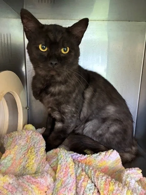 An image about ANI IMP26/00241