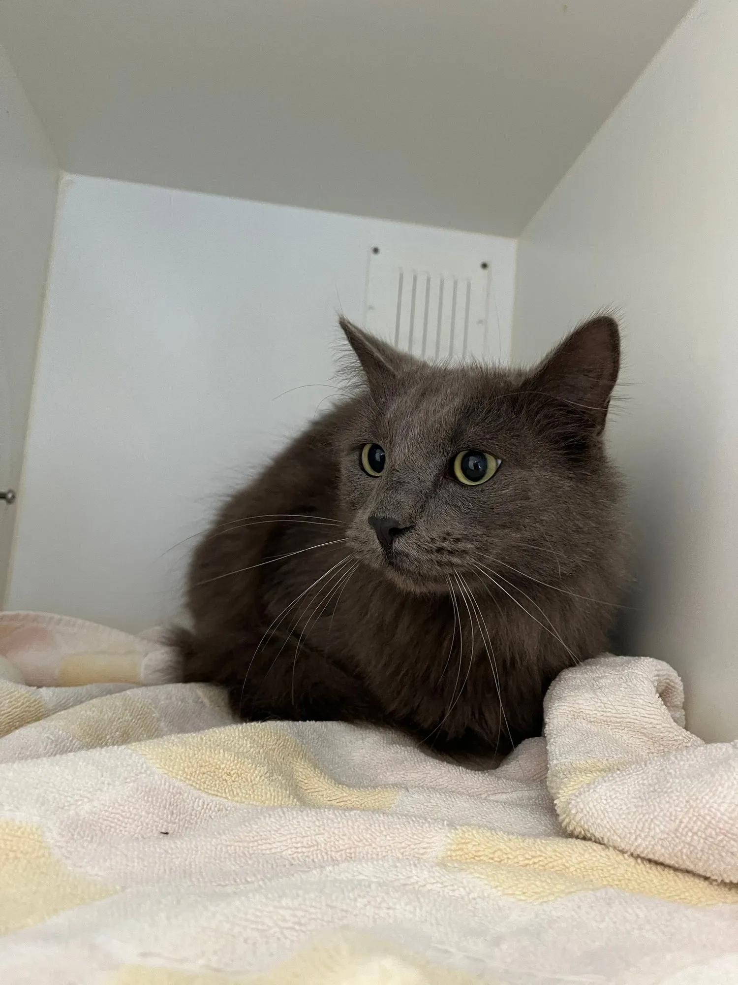 An image about ANI IMP26/00331