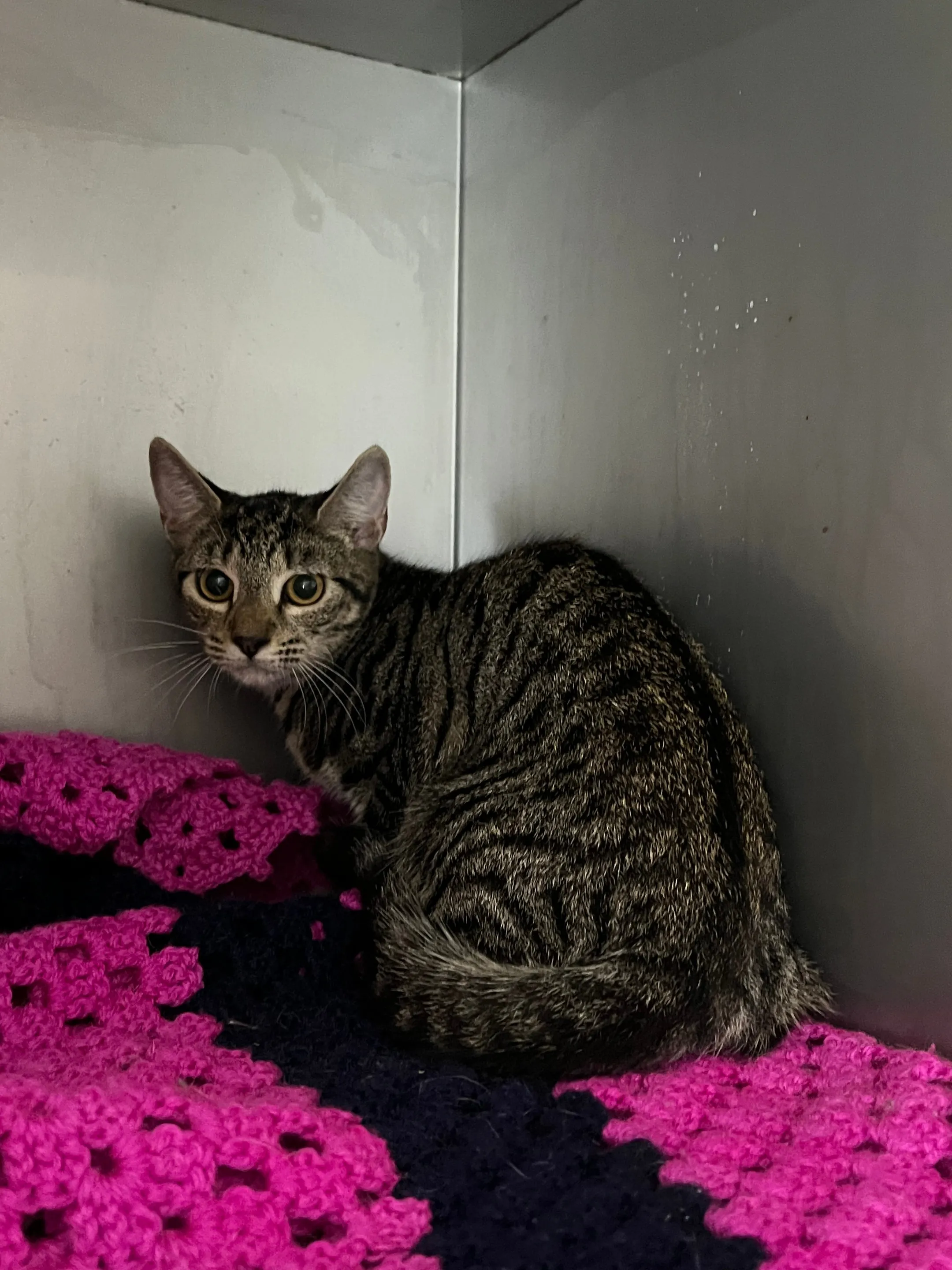 An image about ANI IMP26/00129