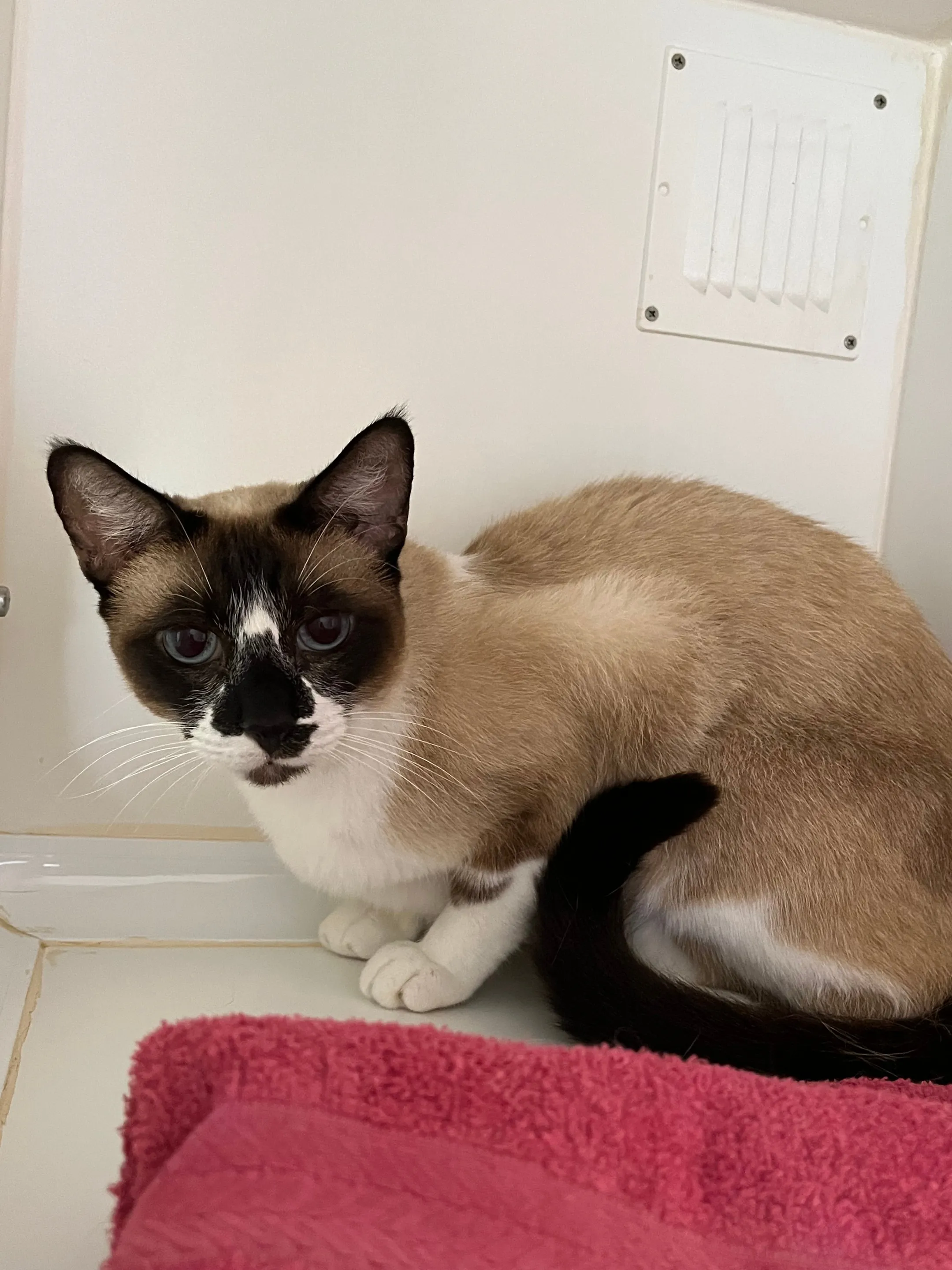 An image about ANI IMP26/00233