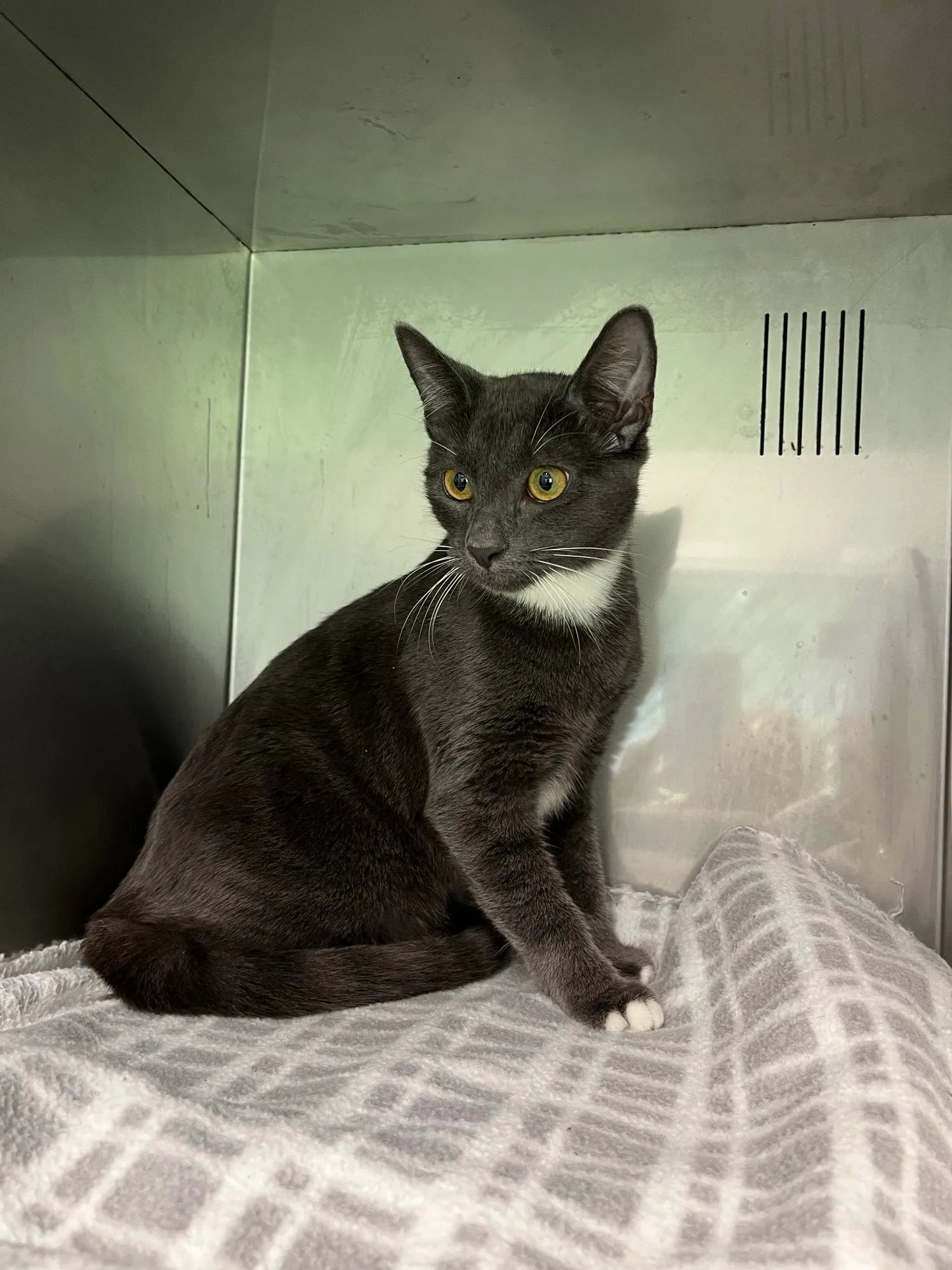 An image about ANI IMP26/00237