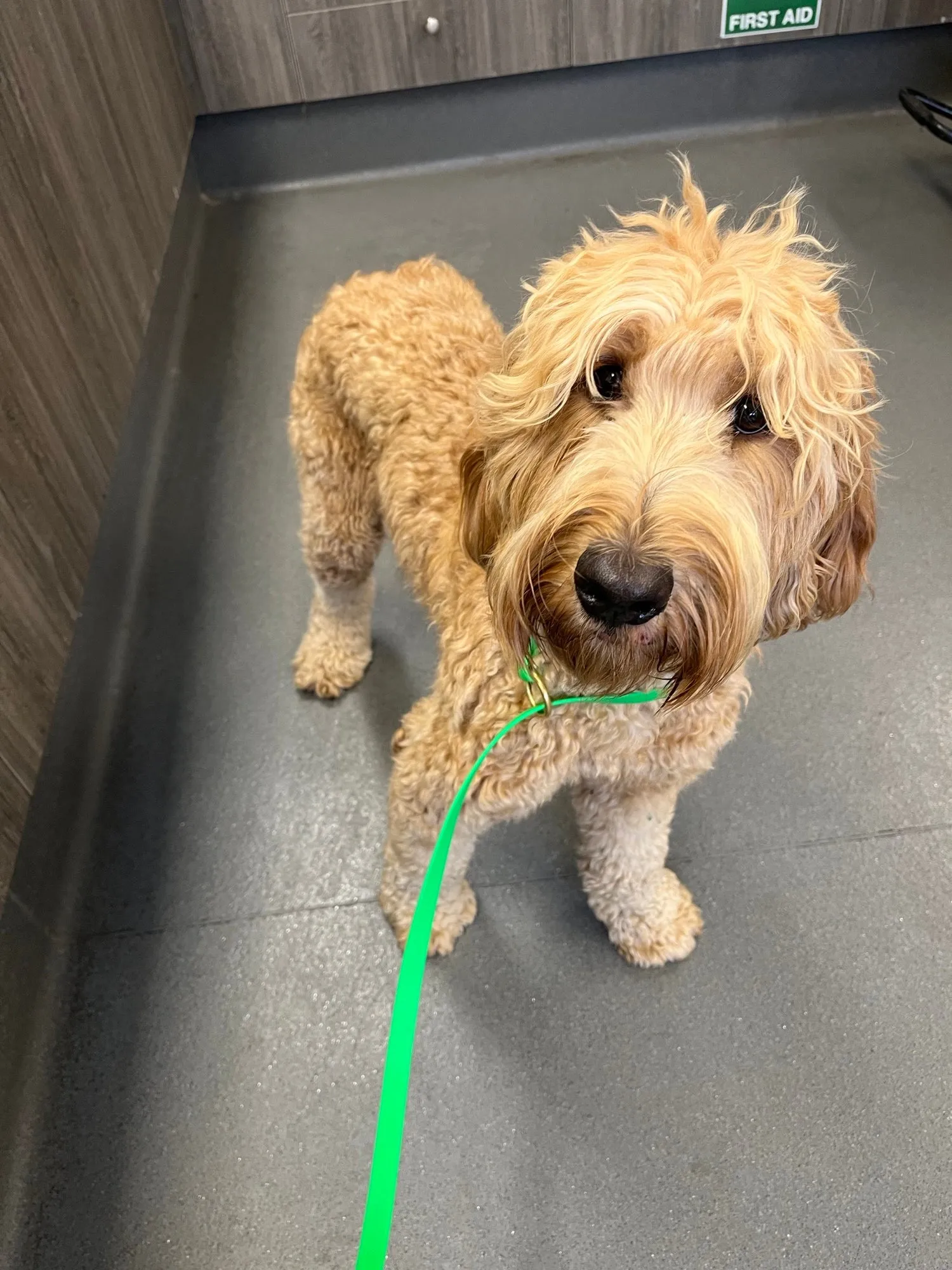 An image about ANI IMP26/00201