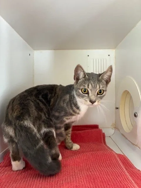 An image about ANI IMP26/00230