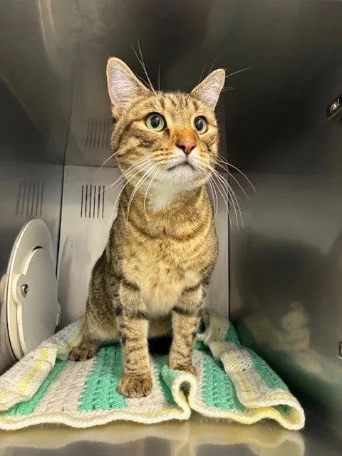 An image about ANI IMP26/00082